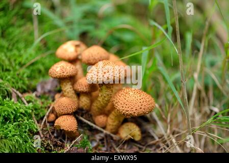 Solidipes Armillaria, à même le sol forestier, Haut-Palatinat, Bavaria, Germany, Europe Banque D'Images