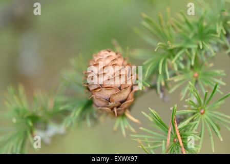 Cône de l'mélèze d'Europe, Larix decidua, Haut-Palatinat, Bavaria, Germany, Europe Banque D'Images