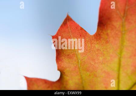 Close-up d'une feuille de chêne rouge, Quercus rubra, Haut-Palatinat, Bavaria, Germany, Europe Banque D'Images