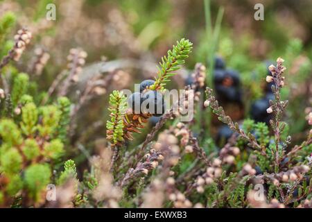 L'Empetrum nigrum, Sylt, Schleswig-Holstein, Allemagne, Europe Banque D'Images