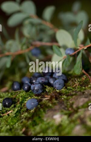 Bleuets frais avec des feuilles et de la mousse Banque D'Images