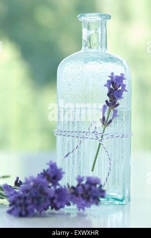 Fleur de Lavande lavande et l'eau en bouteille de verre Banque D'Images