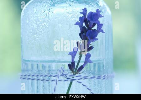 Fleur de Lavande lavande et l'eau en bouteille de verre Banque D'Images