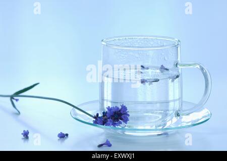 Fleurs de Lavande lavande et de l'eau dans une tasse Banque D'Images