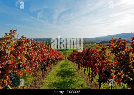 La vigne, Frankenweiler, Rhénanie-Palatinat, Allemagne, Europe Banque D'Images