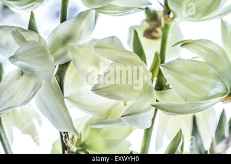 Fleurs d'un yucca Banque D'Images