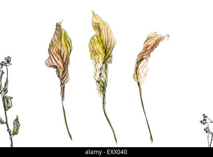 Trois feuilles d'hosta Banque D'Images