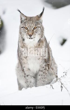 Lynx Boréal en hiver Banque D'Images