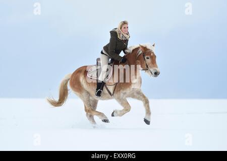 Jeune femme équitation cheval Haflinger dans la neige Banque D'Images