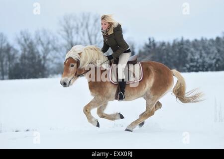 Jeune femme équitation cheval Haflinger dans la neige Banque D'Images