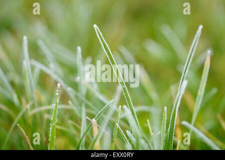 Close-up of a brins d'herbe dans un pré en hiver Banque D'Images