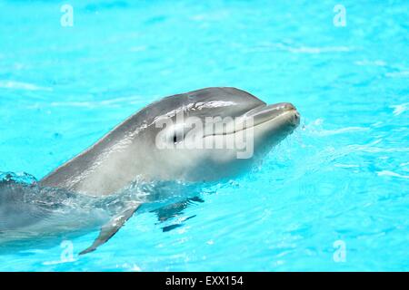 Les jeunes grands dauphins communs dans un zoo Banque D'Images