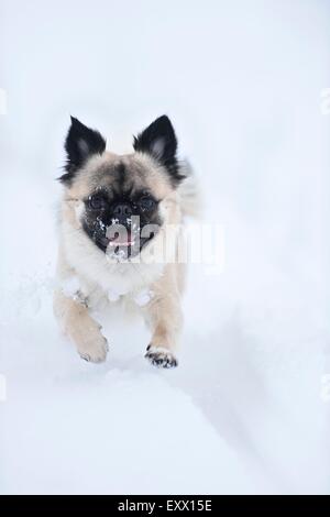 Chihuahua et mix pug chien qui court dans la neige Banque D'Images