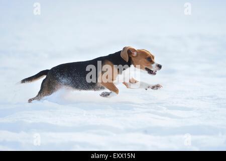 Beagle s'exécutant dans la neige Banque D'Images