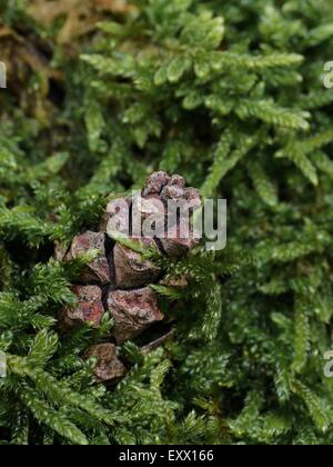 Pine, parc naturel du Spessart, en Basse-franconie, Bavaria, Germany, Europe Banque D'Images