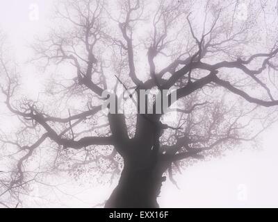 Chêne arbre dans le brouillard, réserve naturelle Rohrberg, parc naturel du Spessart, en Basse-franconie, Bavaria, Germany, Europe Banque D'Images