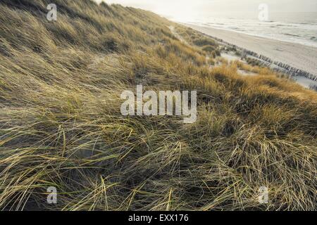 Promenade dans les dunes, Rantum, Sylt, Schleswig-Holstein, Allemagne, Europe Banque D'Images