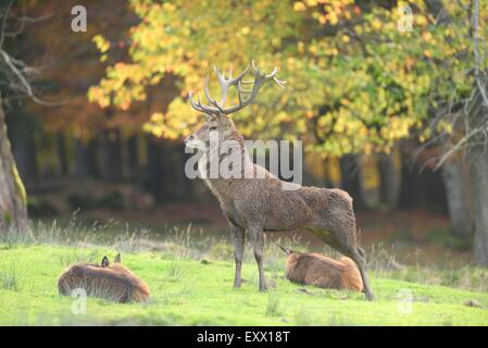 Cerfs rouges on meadow Banque D'Images