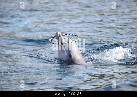 Grand dauphin avec un anneau, Tursiops truncatus, Bavaria, Germany, Europe Banque D'Images