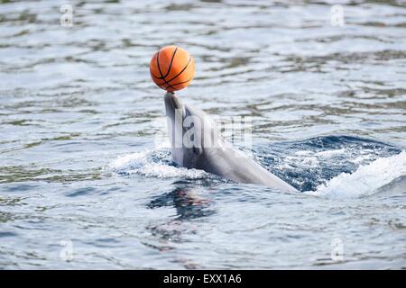 Grand dauphin avec un ballon, Tursiops truncatus, Bavaria, Germany, Europe Banque D'Images