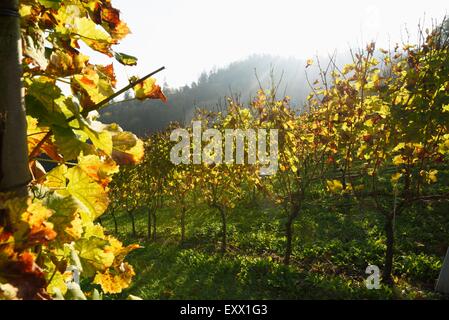 Vine yard, Styrie, Autriche, Europe Banque D'Images