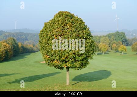 Norway maple, Acer platanoides, Haut-Palatinat, Bavaria, Germany, Europe Banque D'Images