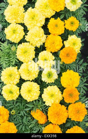 Vue aérienne de fleurs jaunes Banque D'Images