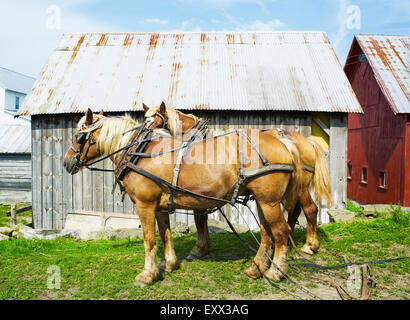 Deux chevaux en face de grange Banque D'Images