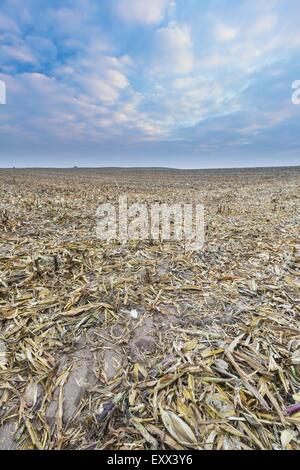 Domaine des chaumes après le maïs. Paysage agricole à la fin de l'automne ou en hiver. Triste paysage sous ciel du soir avec les nuages. Banque D'Images