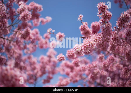 Cherry Tree in blossom Banque D'Images