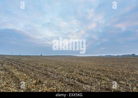 Champ de maïs récoltés après. Paysage d'automne ou au début de l'hiver avec des couleurs douces. Banque D'Images