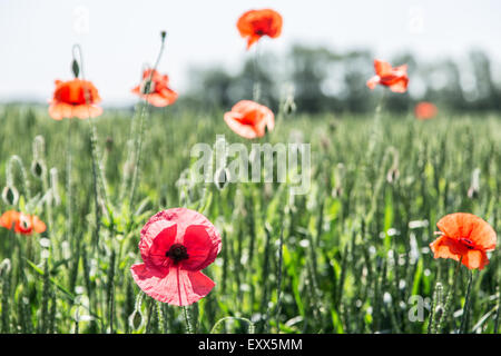 Domaine de coquelicots rouges délicats. Arrière-plan de la nature. Banque D'Images