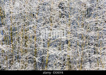 Beau portrait de frosted ou branches d'arbres couverts de neige en hiver. L'abstraction de la Nature Banque D'Images