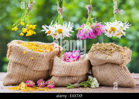 Des bouquets d'herbes de guérison et de sacs de jute avec de marigold, le trèfle et la camomille sur la vieille table en bois. La médecine de fines herbes. Banque D'Images