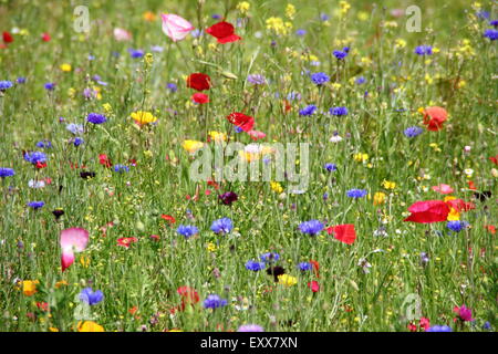 Les fleurs sauvages poussent dans un pré à Sheffield Manor Lodge, accueil des programmes de plantation impressionniste de paysages urbains England UK Banque D'Images