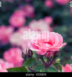 Beau jardin rose rose sur parterre Banque D'Images