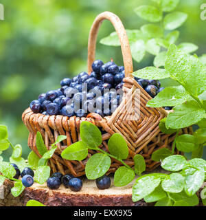Panier de bleuets en forêt Banque D'Images