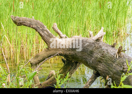 Un arbre déraciné détail dans la rivière avec des roseaux Typha latifolia dans l'arrière-plan Banque D'Images