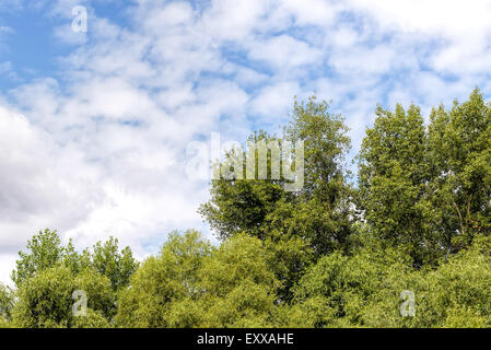 Ciel nuageux sur les saules et les peupliers arbres, été Banque D'Images