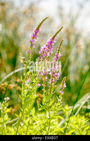 Lythrum Salicaria rose croissant dans un pré à proximité de la rivière sous le chaud soleil de l'été Banque D'Images