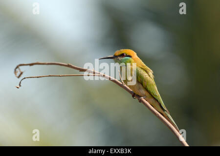 Little Green Bee-eater (Merops orientalis) de se percher dans le jardin à la plage de Goa, Inde Banque D'Images