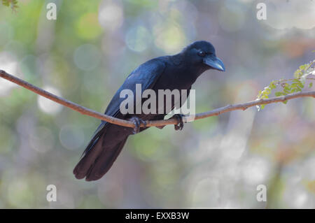 Jungle Crow (Corvus macrohynchos) dans le parc national du Bondla Western Ghats, India Banque D'Images