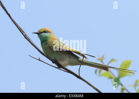 Little Green Bee-eater (Merops orientalis) de se percher dans le jardin à la plage de Goa, Inde Banque D'Images