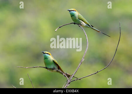 Deux Little Green des guêpiers (Merops orientalis) de se percher dans le jardin à la plage de Goa, Inde Banque D'Images