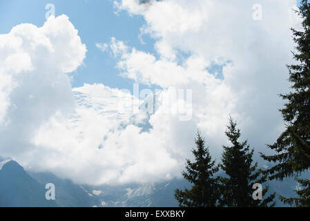 Pins et montagnes enneigées, low angle view Banque D'Images