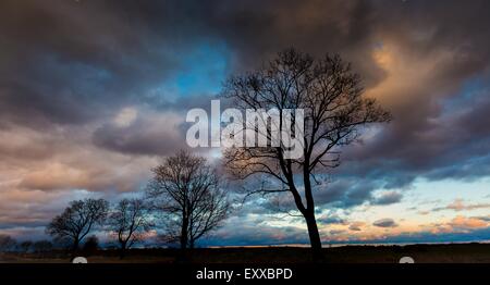 Beau paysage avec ciel dramatique au-dessus des arbres desséchés sur terrain. Stormy Sky majestic Banque D'Images