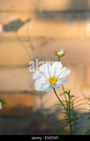 Cosmos Bipinnatus Sonata' fleur blanche dans la lumière du soleil du matin à l'ombre sur un mur de briques Banque D'Images