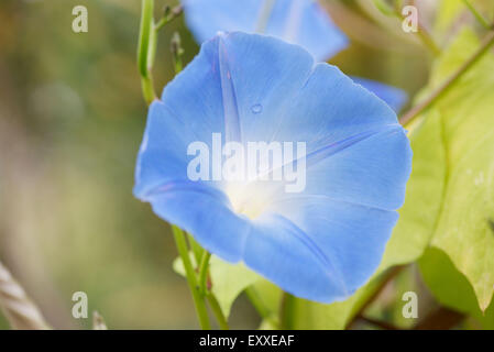 Morning Glory flower, close-up Banque D'Images