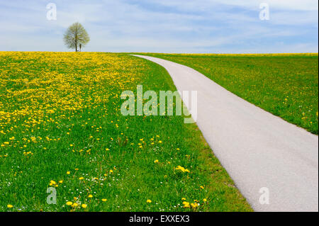 Petite piste à travers les prés au printemps Banque D'Images
