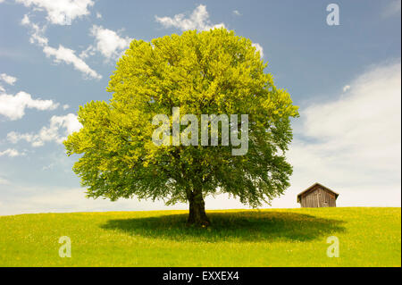 Single big beech tree, au printemps Banque D'Images